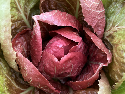 富山県産 リーフチコリー アソート 8個入り トレビス プレコーチェ トレビスローザ カステルフランコ他