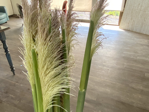 【パンパスグラス３本（85㎝）】産地直送、ドライフラワーとして人気！長く楽しめます。大きくふわふわした花穂が、空間を一瞬で「映える空間」に変えてくれます。