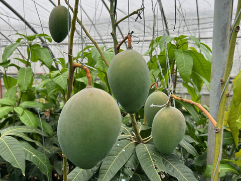 【家庭用】沖縄県産完熟キーツマンゴー　800g（1~2玉）