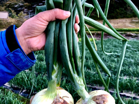 春先取り淡路島産 新玉ねぎ♪5kg