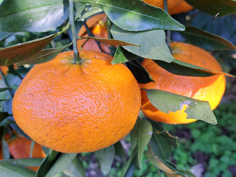 旬の有機栽培柑橘味比べセット3kg