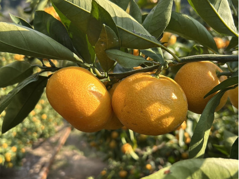 【西果樹園のひとつ上の美味しさ🍊】西果樹園の中生みかん【２．５キロ】