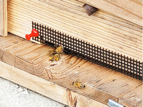 非加熱　生はちみつ　岡山百花蜜　500g×2本［神の使いHoney］