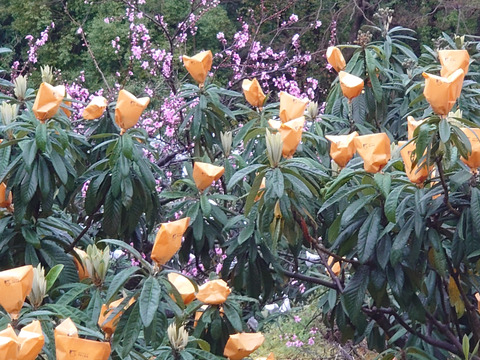 長崎県産　露地びわM玉×16入り