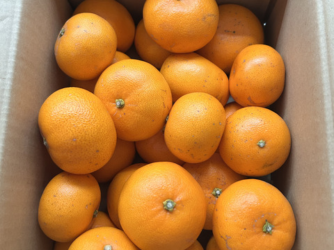 せとか　[小玉S〜M玉混合] 3kg