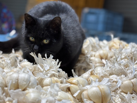 北海道の大地で生産されたにんにくの王様『白玉王鱗片』 2,000g