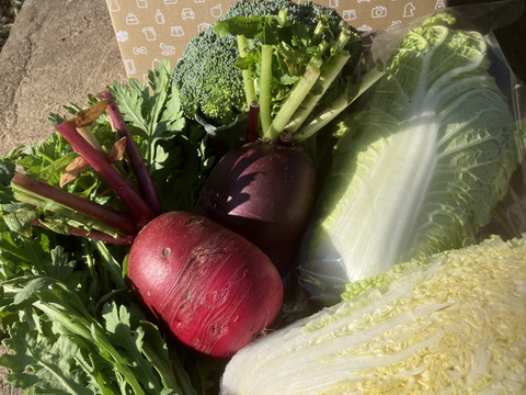 冬のカラフル鍋【お野菜ボックス】5種類以上！根菜葉物詰合せ4kg