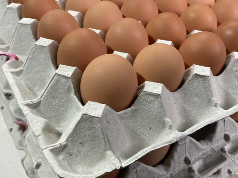 【採れたて新鮮たまご】平飼い養鶏卵『Bon-TAMA』M~Lサイズ・20個入り