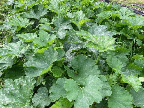 兵庫県神戸産ズッキーニ　2kgセット（緑・黄　8～12本）