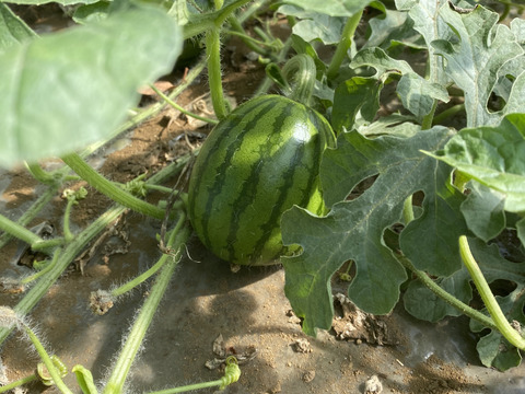 キズあり品 種ごと食べられるスイカ 糖度12度越え大玉すいか 1玉7kg 神奈川県産 食べチョク 農家 漁師の産直ネット通販 旬の食材を生産者直送 キズあり品 種ごと食べられるスイカ 糖度12度越え大玉すいか 1玉7kg 神奈川県産 食べチョク 農家 漁師の産直ネット通販 旬の食材を生産者直送