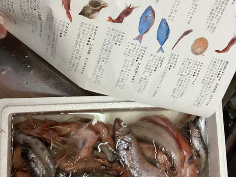 【魚ガチャ】初心者必見！何が入っているかわからない［未利用魚］おかず