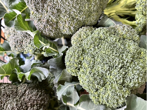 和美様専用‼️おまかせ野菜セット‼️