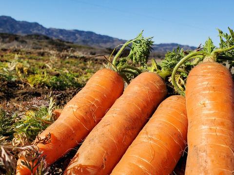 期間限定！大きなニンジン（恋ごころ）約3kg