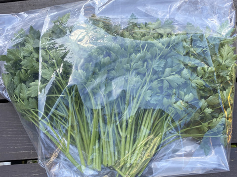イタリアンパセリ　1キロ　栽培期間農薬不使用