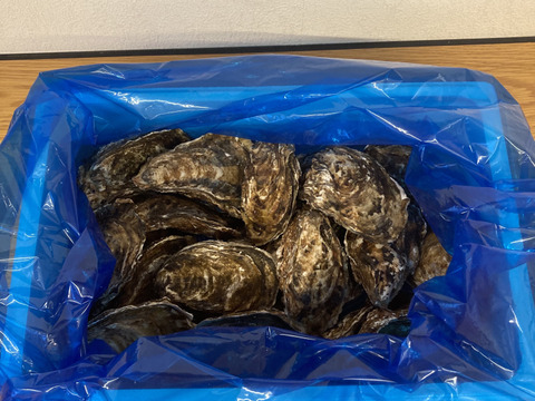 殻付き牡蠣　丁寧に育てた旨みの詰まった【北海道根室市温根沼産】カキ＜Lサイズ：20個＞