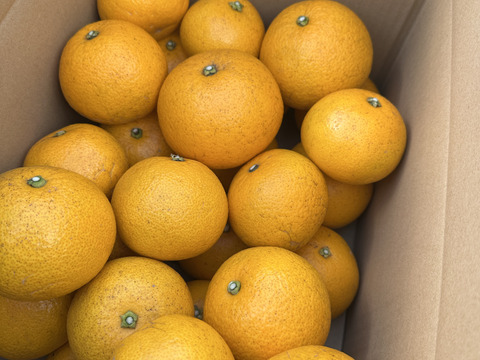 はっさくファン必見！つぶつぶジューシー！熟成はっさく生果2キロ7~8個【自然栽培】サイズ混合愛媛大三島よりお届け