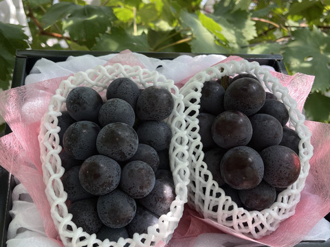 淡路島の恵み！やまだふぁーむの超甘いナガノパープル！パック売り！1パック600g！