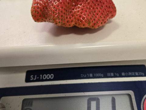 【今が旬】【特大サイズいちご🍓】拳と同じくらい大きいいちご 50g以上の特大サイズ 580g2パック