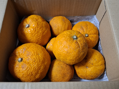 【幻の果実】完熟じゃばらお試し１ｋｇ ご家庭用 農薬不使用 自然栽培 愛媛県産