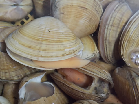 【限定】あおやぎ/バカガイ/大型/北海道産/1kg【活】