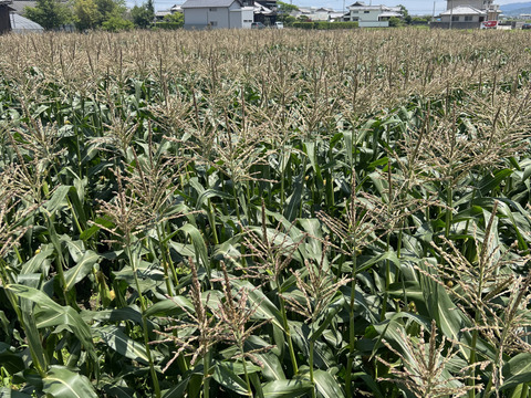 【朝採れ新鮮!】上品な甘さと爽やかな香り【フルーツコーンのサニーショコラ・約5kg】