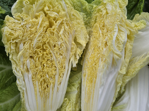 大量消費者向け　120サイズに詰め込み（6玉～8玉）