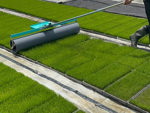 福岡県産　元気つくし　玄米5キロ
冷めても美味しい！　もちもちの食感！