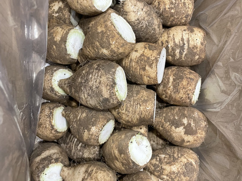 規格外/個包装なし/冬季限定1人前使い切りの極小サイズ/GI取得のうま辛い辛味大根！年越し蕎麦やハンバーグ、お刺身に【松館しぼり大根】(SSサイズ5Kg)