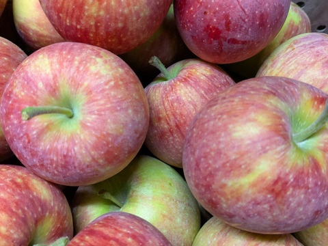加工用りんご🍎10キロ【シナノリップ】大小混合