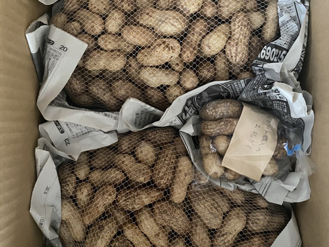 【農薬化学肥料栽培期間中不使用】🐞生落花生おおまさり＊2㎏＊2025年9月下旬より限定販売🥜今年の分は終わりました