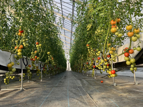 宮城県石巻産フルティカ★ミディトマト1kg