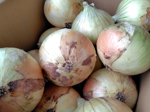 【祝!3年連続金賞🏆】淡路島新玉ねぎ5kg