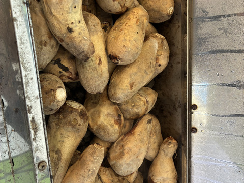 白いさつまいも！希少新品種きみまろこ2㎏