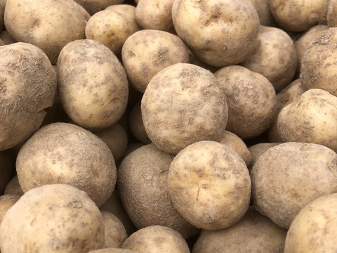 ※お買得【農薬・化学肥料不使用栽培】2024年産　青森県産　小粒(北あかり）　3ｋｇ