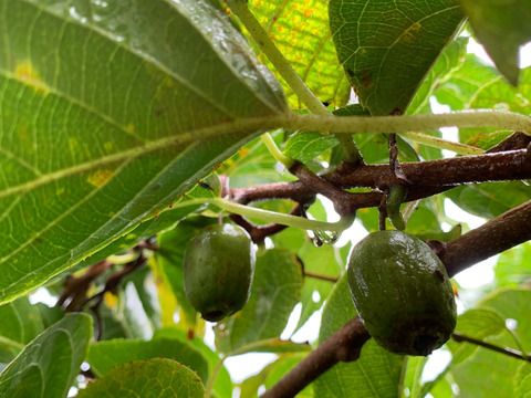 濃厚！甘酸っぱ～い『ベビーキウイ』家庭用 140g