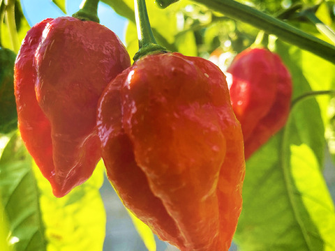 【冷凍唐辛子】これは辛いっっ！ナーガ・モリッチ（総量100g）農薬・化学肥料不使用