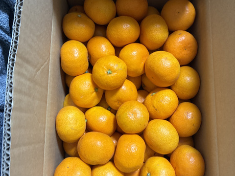 「温州みかん」 　小粒 5ｋｇ！！
S~3Sサイズ！！  
順次発送開始〜♪