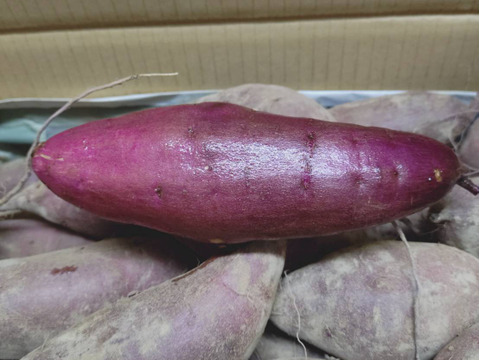 ねっとり極甘さつまいも！熟成紅はるか約5kg（S~2Lサイズ不揃い詰め合わせ）