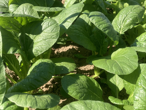 出荷日の朝に収穫新鮮！ミニ小松菜　500g 大分県竹田市産　農薬化学肥料不使用