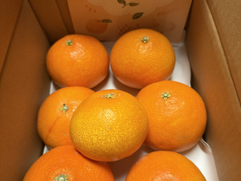 《豊作割引》【家庭用】まどんな 2kg みんなトリコになる“”プルプル“”新食感♡高級柑橘♫愛媛みかん！【冬ギフト】