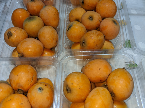 【期間限定】枇杷 　M～２Ｌサイズ（大きさ不揃い）　約3.０Kg（箱込み）