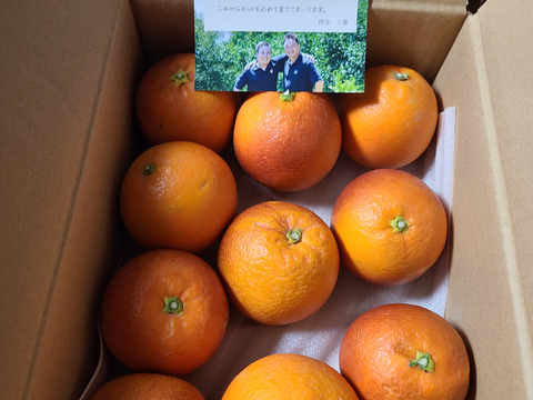 【濃密ジューシー、果実のルビー 】玉宝ブラッドオレンジ（２㎏）（ご家庭用）