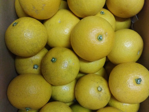 最終　和歌山県橋本市　ご家庭用八朔　サイズM以上(直径約8cm以上)　10キロ箱込み