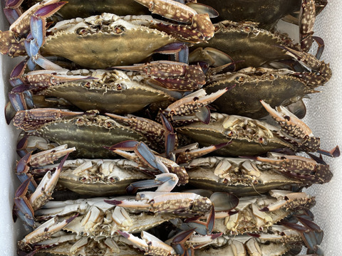 ワタリガニ 伊勢湾 日間賀島産 ガザミ身入り抜群匹約3 8 4キロ身はパンパン オスメスランダム 活〆冷凍 愛知県産 食べチョク 農家 漁師の産直ネット通販 旬の食材を生産者直送 ワタリガニ 伊勢湾 日間賀島産 ガザミ身入り抜群匹約3 8 4キロ身はパンパン オスメスランダム 活〆冷凍 愛知県産 食べチョク 農家 漁師の産直ネット通販 旬の食材を生産者直送