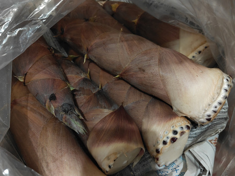 初夏のタケノコ 淡竹(はちく)【3kg】下ゆで不要！のタケノコ：長野県産