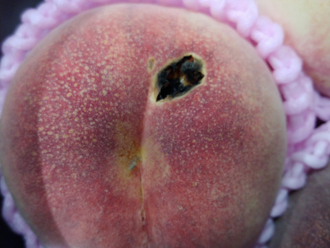 【お試し規格】訳あり C品　約3kg　8～14玉　8月下旬　お得にたくさん食べたい方へ　農家直送