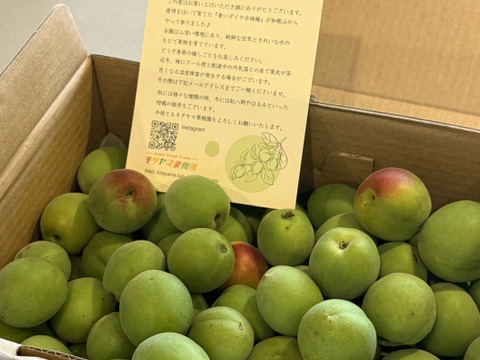 梅酒・梅シロップに最適！ 和歌山県産希少品種 古城梅（青梅） 2kg（L