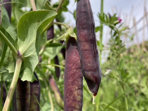 【植物性タンパク源】赤いエンドウ豆　自然栽培　900g グリンピース　美肌！代謝促進！必須アミノ酸