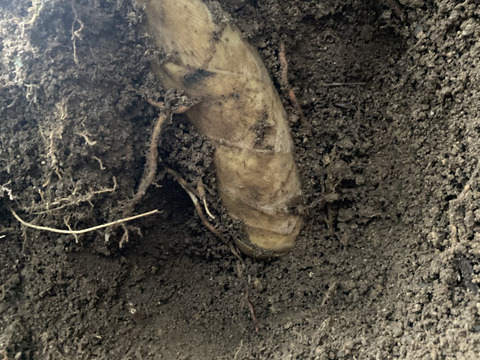 筍　1.1キロ　京都府京丹後産　初物