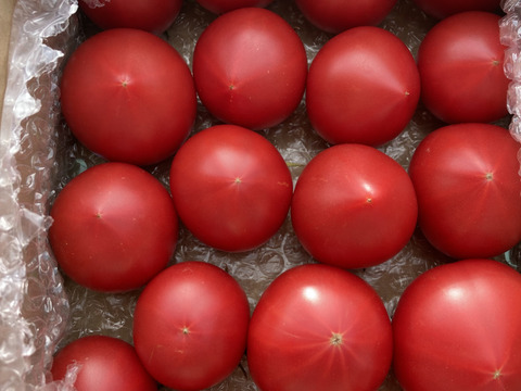 完熟フルーツ濃縮トマト！濃い味トマト たっぷり0.8～1㎏/箱程度(15～20玉/箱)